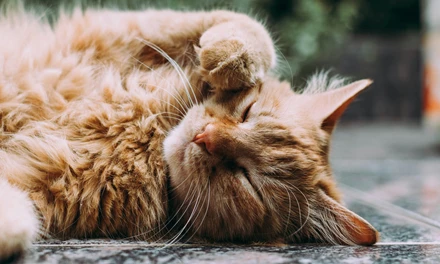 ludemeula-fernandes-9UUoGaaHtNE-unsplash